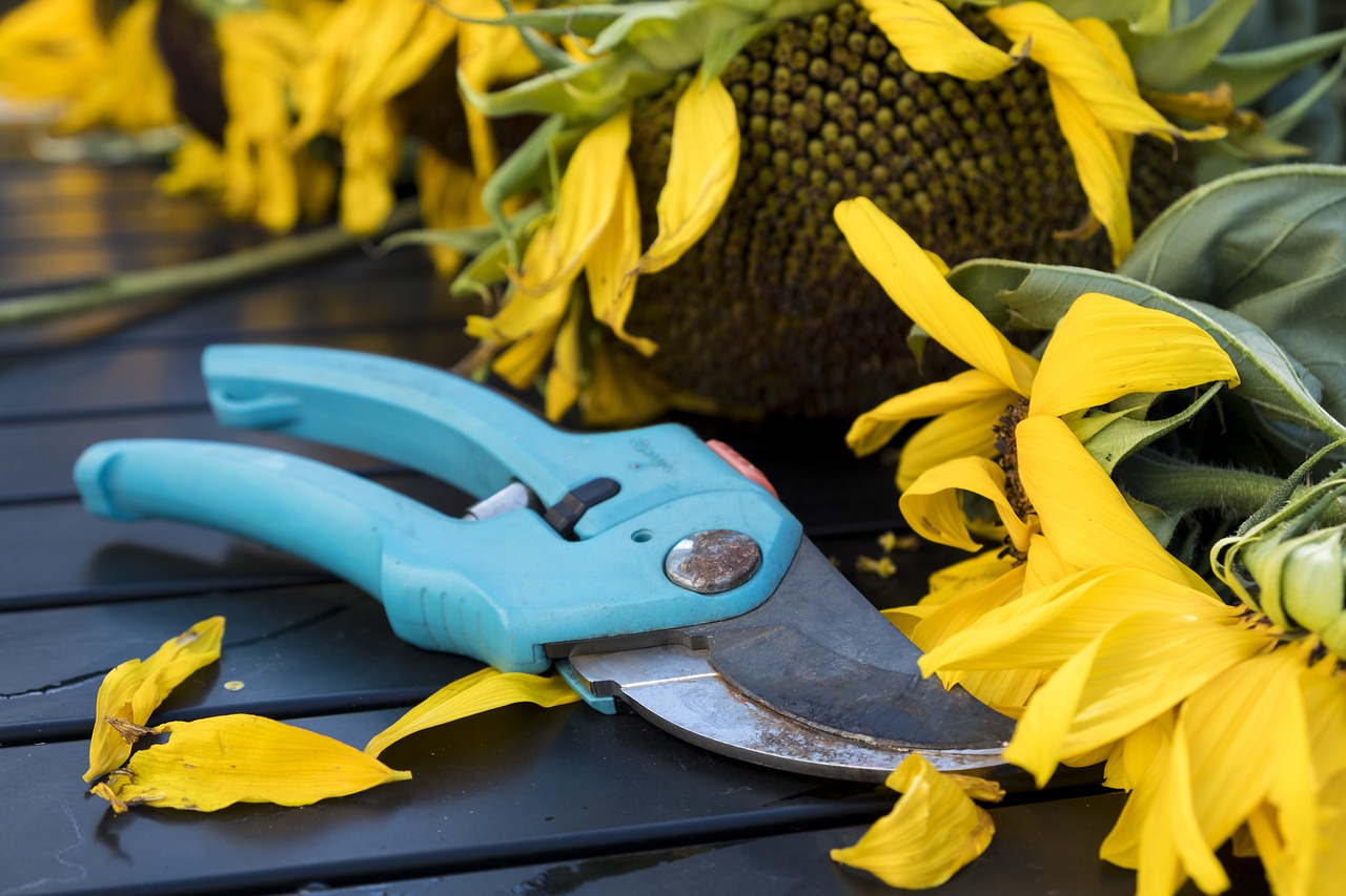 fall, scissors, pruning shears